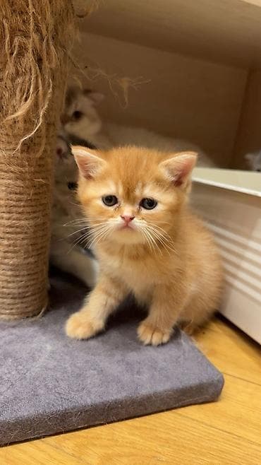 Qızıl şinşilla, Erkək, Yaxşı əllərə, Pulsuz çatdırılma