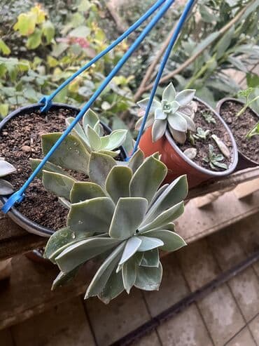 aloe vera satışı: Her nov guler var endirimnen verecem Gencedi istiyen yazsin satiş — 64