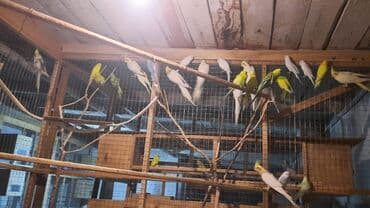 hazır inşalar: Korela quşları hamısı cütə hazır biri 50 azn — 4