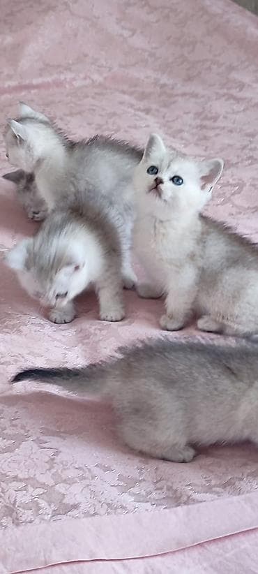 Pişiklər: Britan — 2