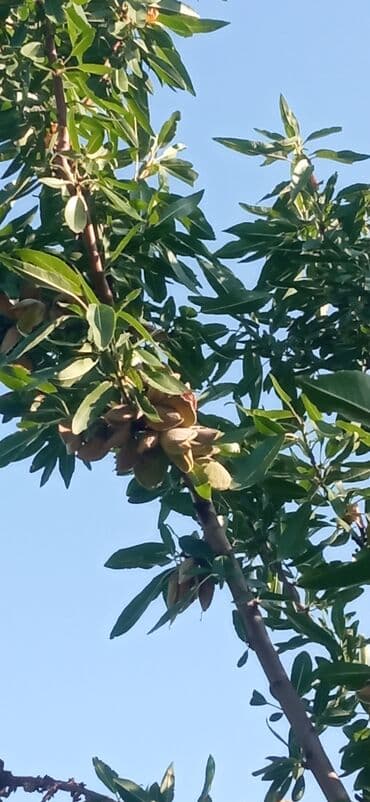 qubada satılan həyət evləri: 4 otaqlı, 121 kv. m, Kredit var, Yeni təmirli — 2