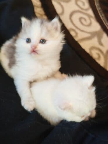 ag pisik qiymeti: Balaca pişik balası - Cins: ev pişiyi (qısatüklü qarışıq) - Rəng: ağ — 3