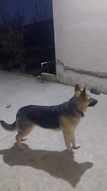 etibarlı əllərə itler: Alman çoban iti, 9 ay, Dişi, Peyvəndli, Ünvandan götürmə — 2