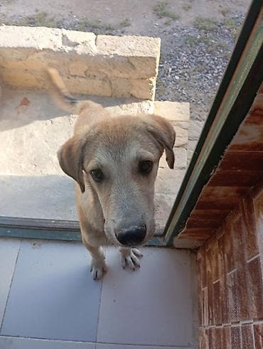 heyvan hekimi: 6 ay, Ünvandan götürmə — 2