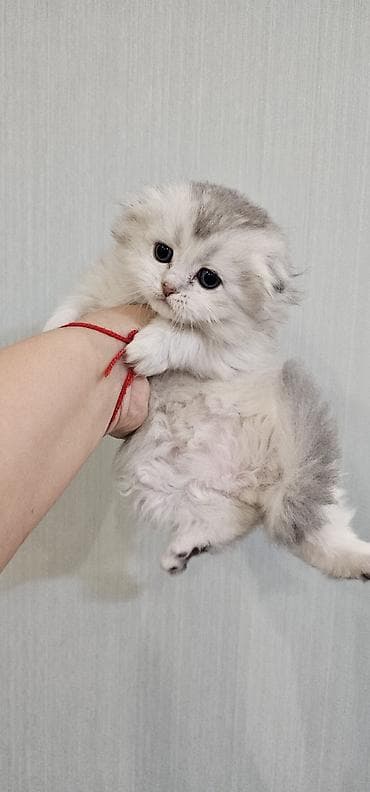 Britan yastı qulaq, Erkək, Yaxşı əllərə, Ünvandan götürmə, Ödənişli çatdırılma