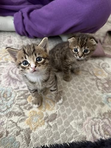 siyam pişik: Şotland yastı qulaq, Erkək, Dişi, Yaxşı əllərə — 3