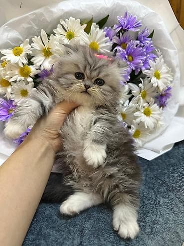 Dişi, Yaxşı əllərə