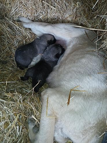 Gəmiricilər: İlan: Balaca it balaları – təsərrüfat-mühafizə və ailə yoldaşı - Cins — 4