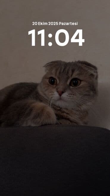 шотландские вислоухие коты: Şotland yastı qulaq — 1