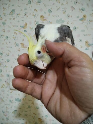 Salam Erkey korella oxuyur fit çalir ciciquş deyir.1 cüt London