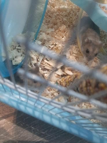 hamster satış: Hamster ailəsi yuva ile birge satilir.umumilikde 6 sı kicik olmaqla 12 — 3
