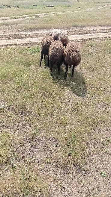 hələb keçisi satılır: Qurbanlıq quzular diri çəki 10 manatdan hər çəki de qurbanlıq quzular — 1