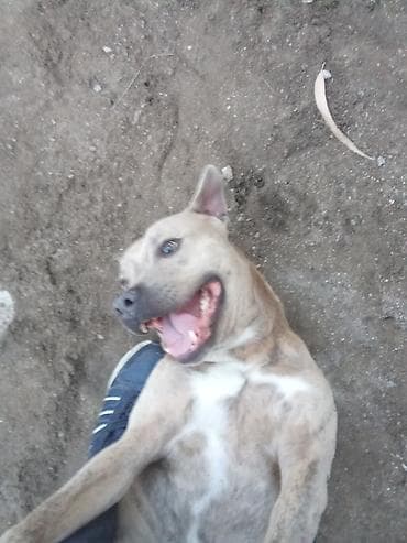 Ev itinin təsviri - Cins: qeyri-müəyyən (orta-böyük ölçülü) it -