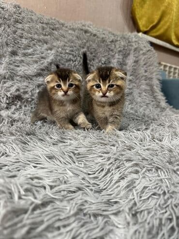 вислоухий кот цена: Шотладская вислоухая, В добрые руки — 1