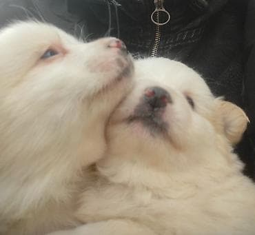 pudel it cinsi: Şpitz, 1 ay, Erkek, Sənədli, Ödənişli çatdırılma — 3