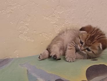 cin bildircin: Şotland — 6