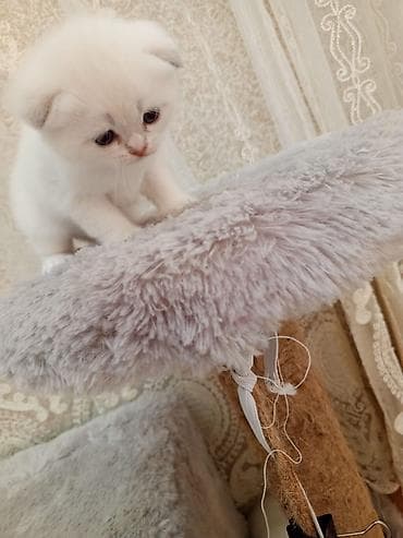 balaca pisik sekilleri: Britan — 4