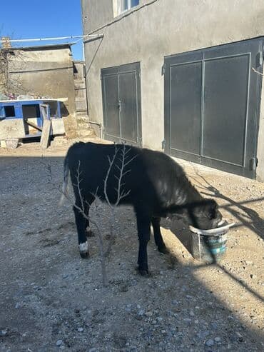 etlik: Dana, buzov, Dişi, ay: 4, Ətlik — 4