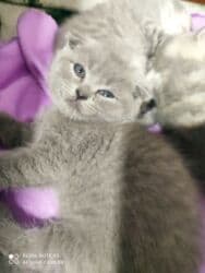 Информатика: Шотландская, Самец, Самка, Самовывоз at lalafo.az — 3 Информатика: Шотландская, Самец, Самка, Самовывоз — 3