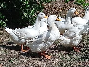 it yemi satilir: Ağ Pekin ördəkləri – yumurta və ətlik istiqamət - Cins: Ağ Pekin - — 3