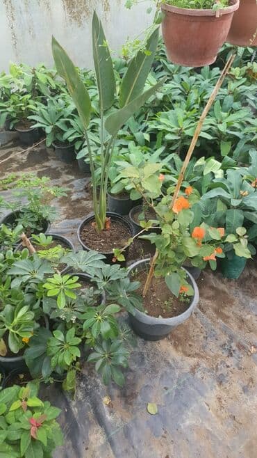 İstiotaq bitkiləri və dekorativ çiçəklər – müxtəlif seçim -