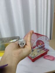 Gəmiricilər: Cunqariklar satılır. 2 həftəlikdikər. Anadan ayrıla bilərlər. 2 erkek — 2