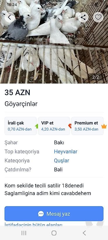 mehebbet quşu: Salam .bele goy agquyrug pavlin maya axtariram goy qowacep olsada — 3