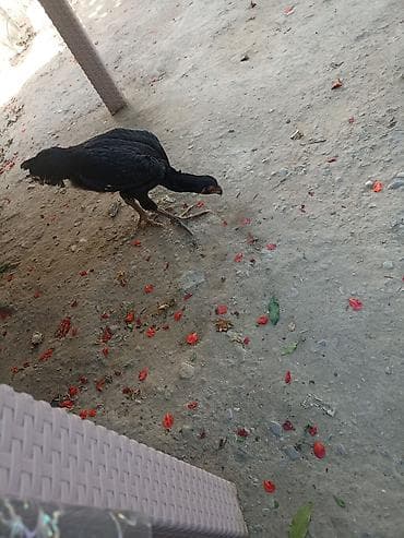 toy putel: Toyuq cücələri, Damazlıq — 2