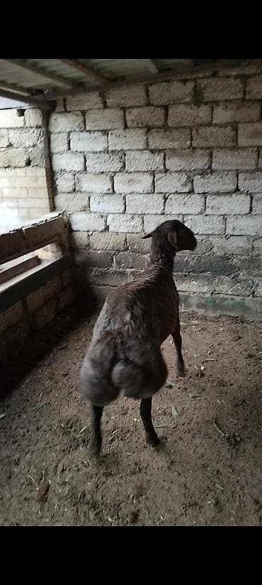 mal qara: Salam qardaşlar temiz qan damazlıq Erkey toğlu satılır 1 yaşı var — 3