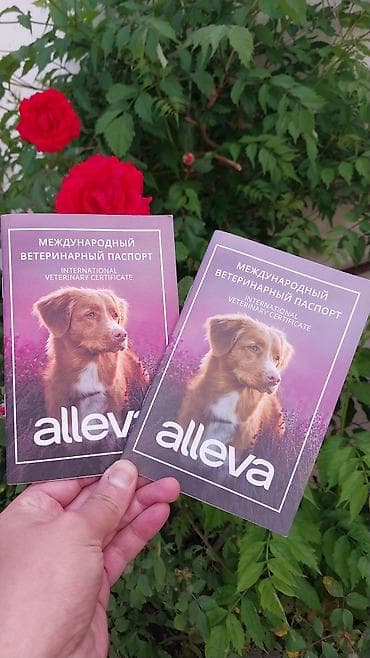 Məhsul: Beynəlxalq Baytarlıq Pasportu (International Veterinary at lalafo.az Məhsul: Beynəlxalq Baytarlıq Pasportu (International Veterinary