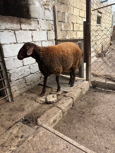1 yawı var. Qoyun surmeye bawlayıb saglam heyvandı. Esl damazlıqdı