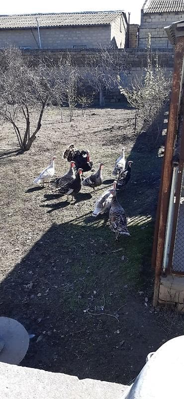 it evlerinin satisi: 8 Fərə 1ərkəy hinduşka maraqlanan zeng elesin müxtəlif rəng və — 3