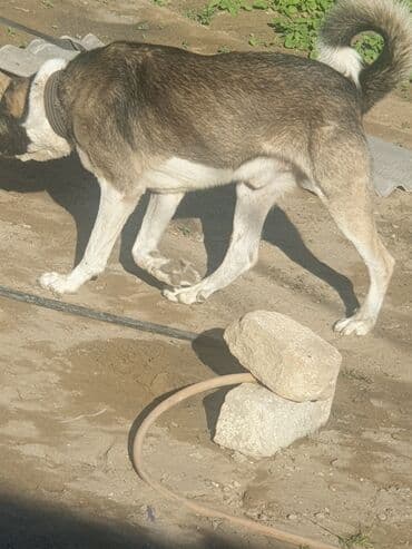 приют для собак баку: Самец, С прививками — 3