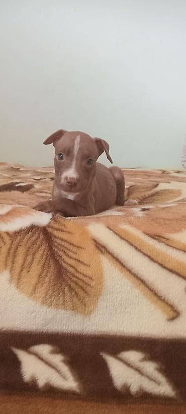 gence itler: Pitbul — 2
