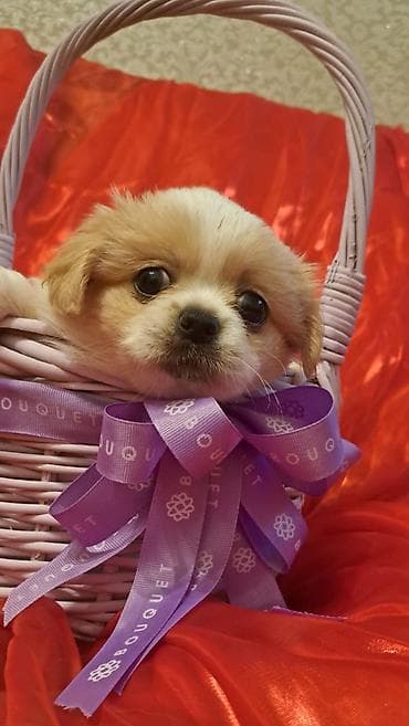 heyvan yemi: Pekines, Erkek — 6