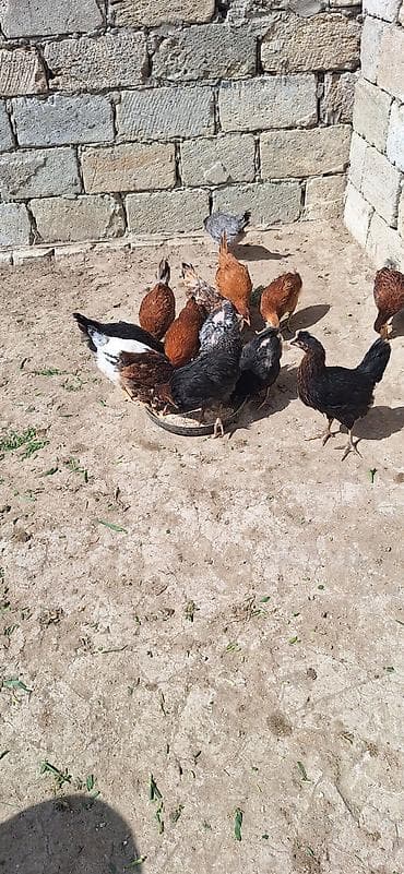 Toyuq cücələri, Damazlıq, Ödənişli çatdırılma