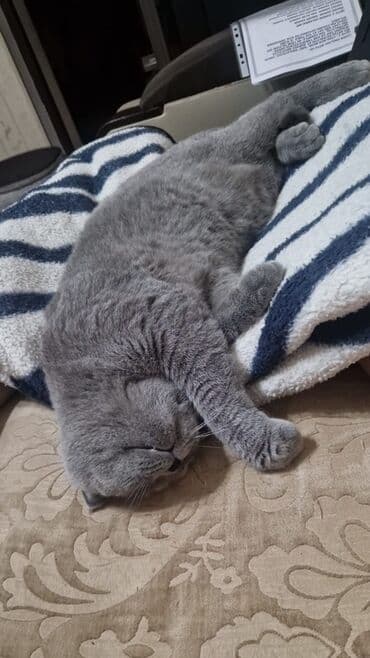 pişik sahiblendirme: Britan, Erkək, Yaxşı əllərə, Ünvandan götürmə, Ödənişli çatdırılma — 1