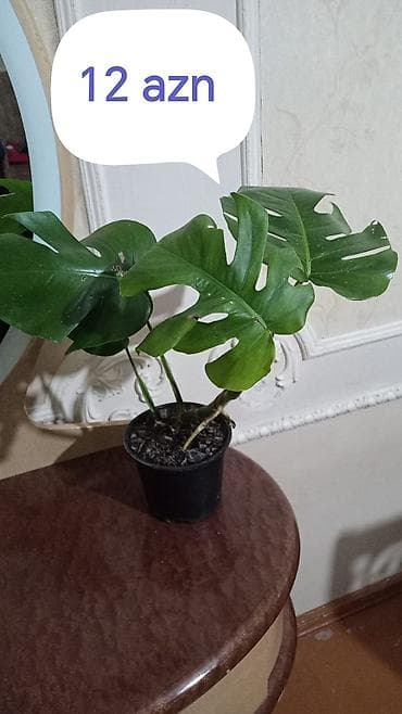 otaq studiya: Otaq bitkiləri – Spatifillum və Monstera (2 müxtəlif ölçü) Məhsul — 3