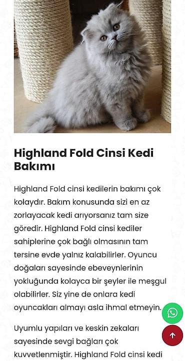 Птицы: Самка, В добрые руки, Платная доставка — 2