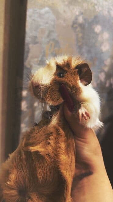 Audi: Növ: Dekorativ gəmirici – dəniz donuzu (guinea pig) Xüsusiyyətlər: - — 2