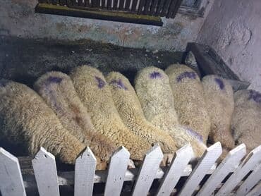 cins ineklerin satisi 2018: T — 9