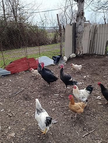 Птицы: Самец, Для мяса, Платная доставка — 2