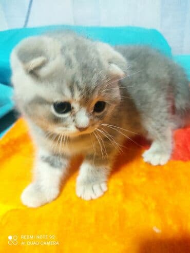 mingəcevir pişik: Şotland, Erkək, Dişi, Yaxşı əllərə, Ünvandan götürmə — 18