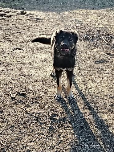 heyvan əşyaları: Satilir erkekdir 10 aylig dir Neftcala rayondadir — 2