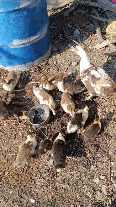 hinduşqa gəncə: Dişi, | Lal ördək, Ətlik, Rayonlara çatdırılma, Ünvandan götürmə — 2