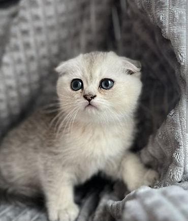 it balası: Qızıl şinşilla, Erkək — 4