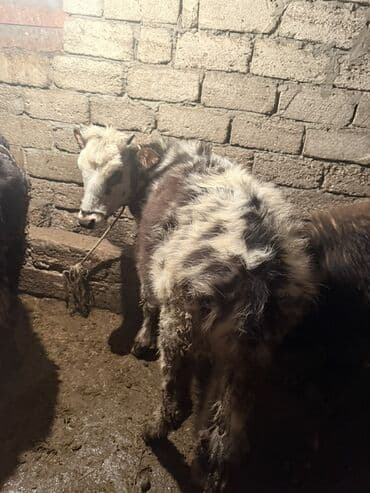 Gəmiricilər: Məhsul: Mal-qara – iki baş düyə Təsvir: - Şəkillərdə ağ-qara ləkəli — 2