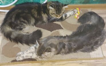 menks cinsi pişik: Meyn-kun, Erkək, Ünvandan götürmə — 5