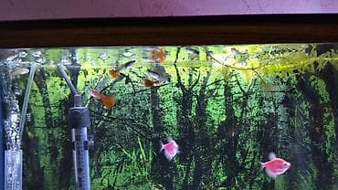 akvar: Salam glofish və guppiler satılır qiymət 1 AZN guppilərin artımda — 6