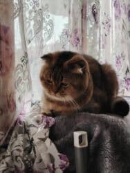 şınşıla pişik: Britan, Erkək, Cütləşmə üçün, Ödənişli çatdırılma — 4